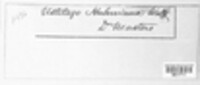 Ustilago kuhneana image